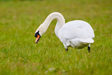 Mute swan eating grass (Cygnus olor)