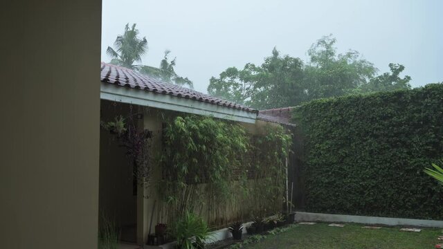 Raining day view at green backyard in panning down shot