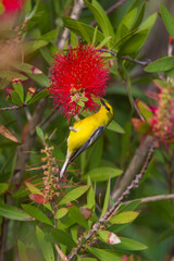 Orchard oriole feeding.