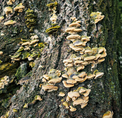 A tree trunk with a distinct texture of bark covered with lichens and fungi  Trametes versicolor (turkey tail) - a polypore mushroom. Old tree in a forest.