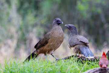 Plain chachalaca pair greeting.