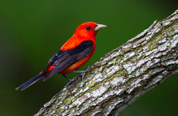 Scarlet tanager perched.