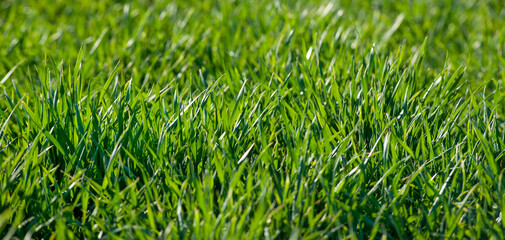 green sprouts of winter wheat or rye