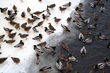 Ducks on ice. Winter