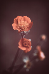 Kukliki. Pomarańczowe płatki. Ogrody letnie. Artystyczne zdjęcia kwiatów. Kompozycja kwiatowa. Dekoracje kwiatowe. Piękno kwiatów. Świeże kwiaty. Tło kwiatowe © anettastar