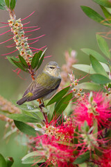 Tennessee warbler foraging.