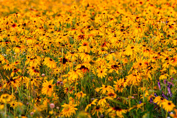 Obraz premium Field of Daises