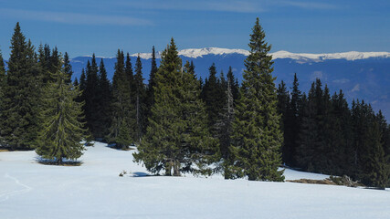 A pine forest on a snowed alpine meadow in Capatanii Mountains. Fagaras Massif crests can be observed in the background. Carpathia, Romania.