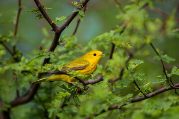 Yellow warbler foraging.