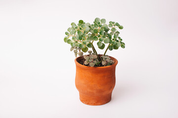 Fototapeta na wymiar Nice indoor plant in a ceramic pot over white background.