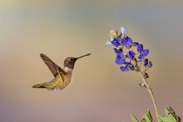 Black-chinned Hummingbird feeding at Texas Bluebonnet flower.