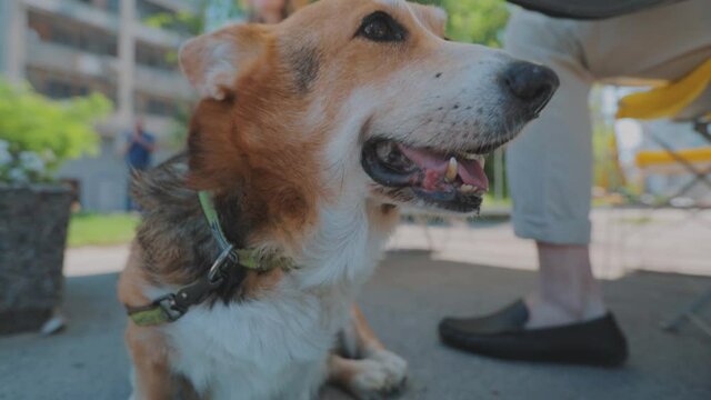 Corgi sits at the feet of the hostess. Beautiful corgi close-up. Welsh Corgi close-up