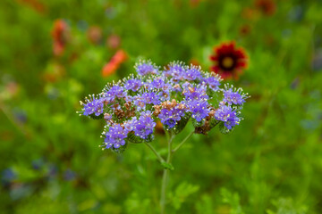 Blue Curls (Phacelia congesta) wildflowers.