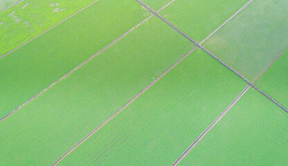 Aerial view direct above a rice paddy field shortly after after sowing. Agriculture fields in spring. young rice plants are very small, reflections of the sky in water. Water supply canal between