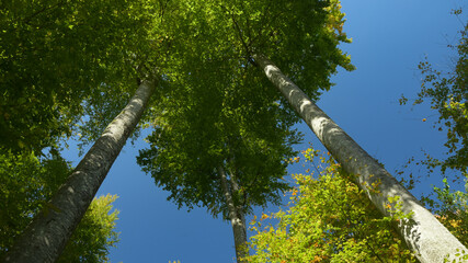 High, straight, beech trees reaching out for the blue sky. Carpathia, Romania.