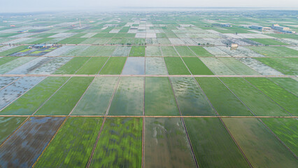Aerial view direct above over rice paddy field shortly after after sowing. Agriculture fields in spring.the young rice plants are very, reflections of the sky in the water. 