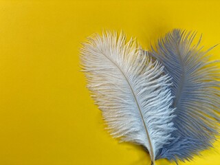 On a yellow background lie white and gray ostrich feathers © Józef