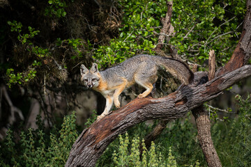 Gray Fox (Urocyon cinereoargenteus) climbing tree