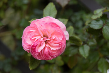 A pink rose in a garden in spring