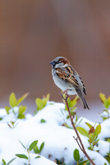 House Sparrow (Passer domesticus) perched