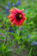 Firewheel (Gaillardia pulchella) with dew.