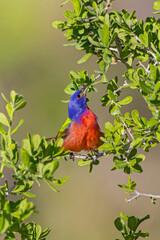 Painted Bunting (Passerina ciris) in Texas Persimmon tree