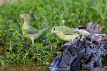 Painted Bunting (Passerina ciris) females drinking