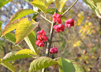 On a branch of euonymus europaeus ripened fruits with boxes