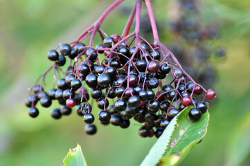 Bunch of elderberries with ripe berries