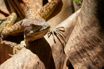 (Basiliscus basiliscus)_reptile_09