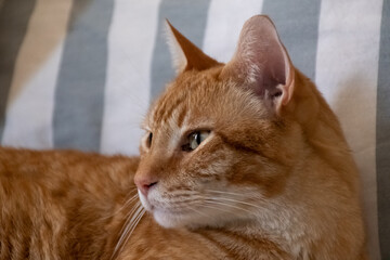 red cat resting on an armchair