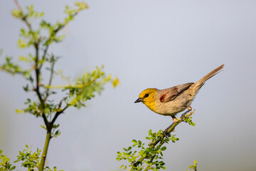 Verdin (Auriparus flaviceps) in thornbush.