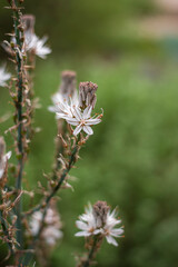 A garden of white flowers Flowers in spring 