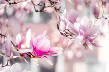 Obraz na płótnie Canvas Magnolia tree bloom in spring. delicate pink bathing flowers in sunlight.