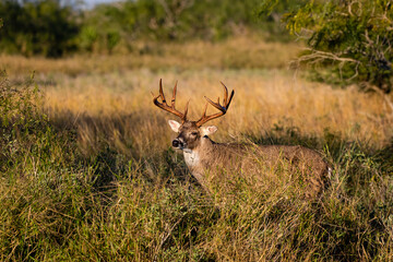 White-tailed Deer (Odocoileus virginianus) male in habitat.