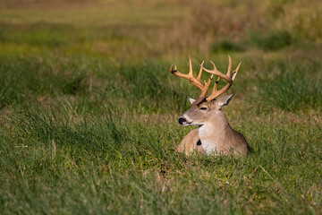 White-tailed Deer (Odocoileus virginianus) male in habitat.