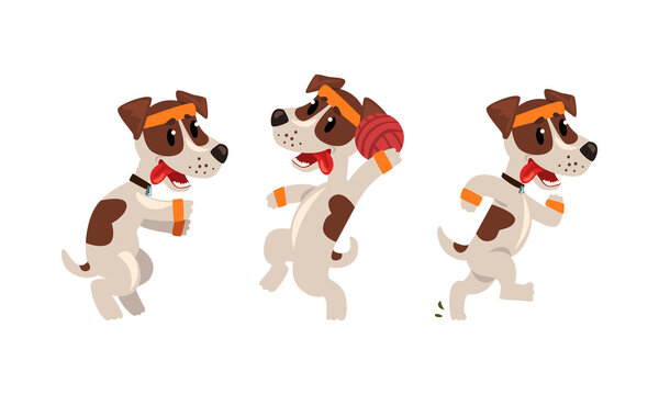 Cute Sportive Jack Russell Terrier Running and Playing Ball Vector Set