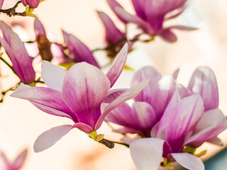 Magnolia tree bloom in spring. delicate pink bathing flowers in sunlight.