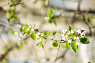 A branch of sunny blooming apple tree on the blurred background. Close up apple tree flowers. Spring in the garden. Blossom.
