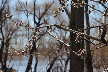 A branch with buds that indicate the onset of spring and warmth.
