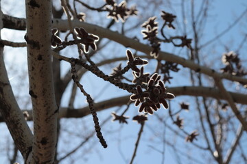 Buds on trees that indicate the onset of spring and warmth.