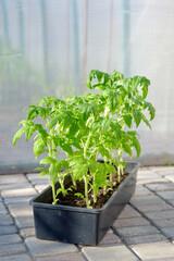 Tomato seedlings in black box on the blurred greenhouse background. Young sunny tomato plants. Vegetables garden.