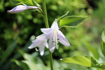 pink lily flower