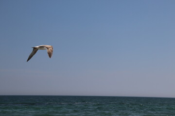 Flying seagull on the beach in Odessa on a very hot and sunny day.