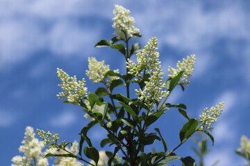A bush of white privet against a bright cloudy sky on a sunny day.