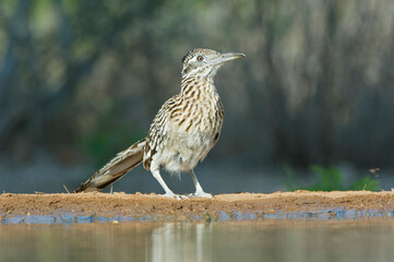 Texas, Rio Grande Valley, Roadrunner (Geococcyx californianus)