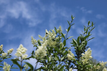 A bush of white privet against a bright blue sky on a sunny day.
