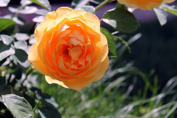 orange rose in garden
