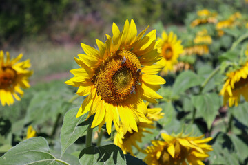 Three bees sit on a large sunflower and collect pollen to make honey in the background of other sunflowers.