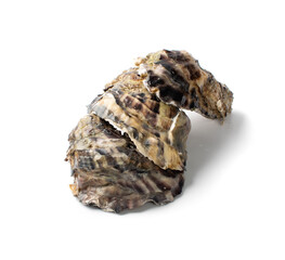 Fresh Closed Oyster Isolated on White Background.